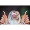 Animais 2 15