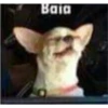 (＠_＠;) Animalitos 24