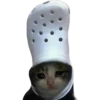 Cats suffering 22