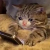 Cats suffering 23