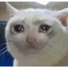 Cats suffering 24