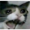 Cats suffering 25