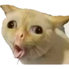 Animais 2 17