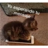(＠_＠;) Animalitos 26