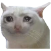 Animais 2 20