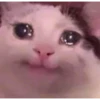 Sad cat 5