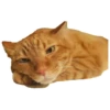 RAG