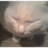 Cats suffering 27