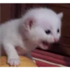 Cats suffering 28