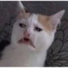 cats and other magnificent creatures  :D 27