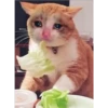 Cats suffering 29