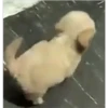 (＠_＠;) Animalitos 27