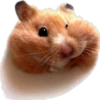 (＠_＠;) Animalitos 28