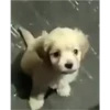 (＠_＠;) Animalitos 29