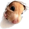 (＠_＠;) Animalitos 30