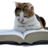 cats 6