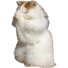 cats 7