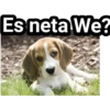 Es neta We?