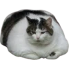 cats 8