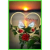 anot
