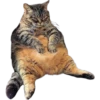 cats 9