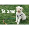 Te amo