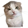 cats 10