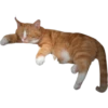 cats 11