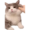 cats 12
