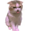 cats 13