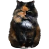 cats 14