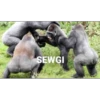 SEWGI