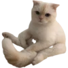 cats 15