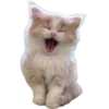 cats 16