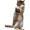 cats 17