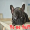 cachorros salvajes 16