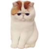 cats 18