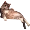 cats 19