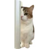 cats 20