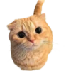cats 22