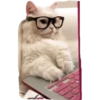 cats 23