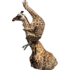 cats 24