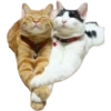 cats 25