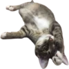 cats 26
