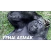 FENALASMAK
