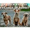 ¿A QUIEN HAY QUE
PARTIRLE SU MADRE?