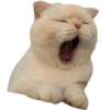 cats 28