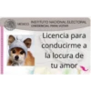 ladusa Ganddopp
MÉXICO
INSTITUTO NACIONAL ELECTORAL
CREDENCIAL PARA VOTAR
Licencia para
conducirme a
la locura de
tu amor