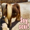 cachorros salvajes 27
