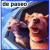 Perros 26